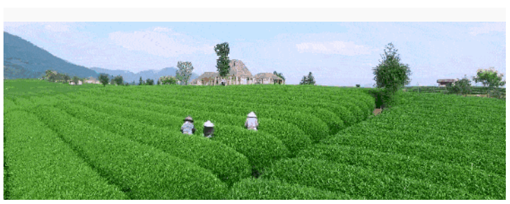 茶产业省级特色小镇